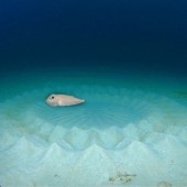 Cá nóc đốm trắng tạo ra “vòng tròn bí ẩn” vào mùa sinh sản